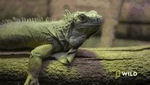 iguana poza discord|Discord .